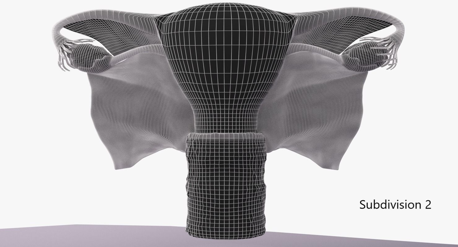 Uterus human 3D model_14