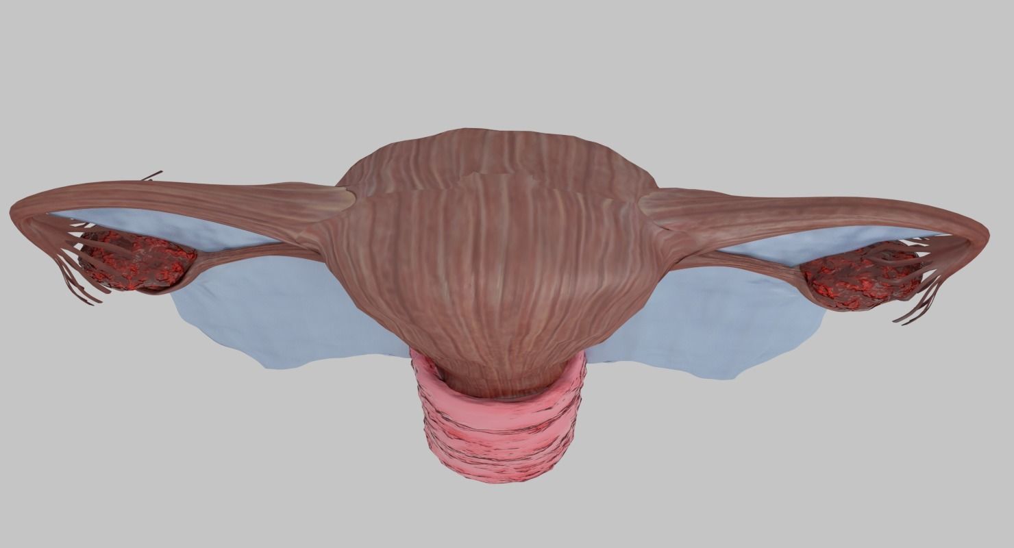 Uterus human 3D model_3