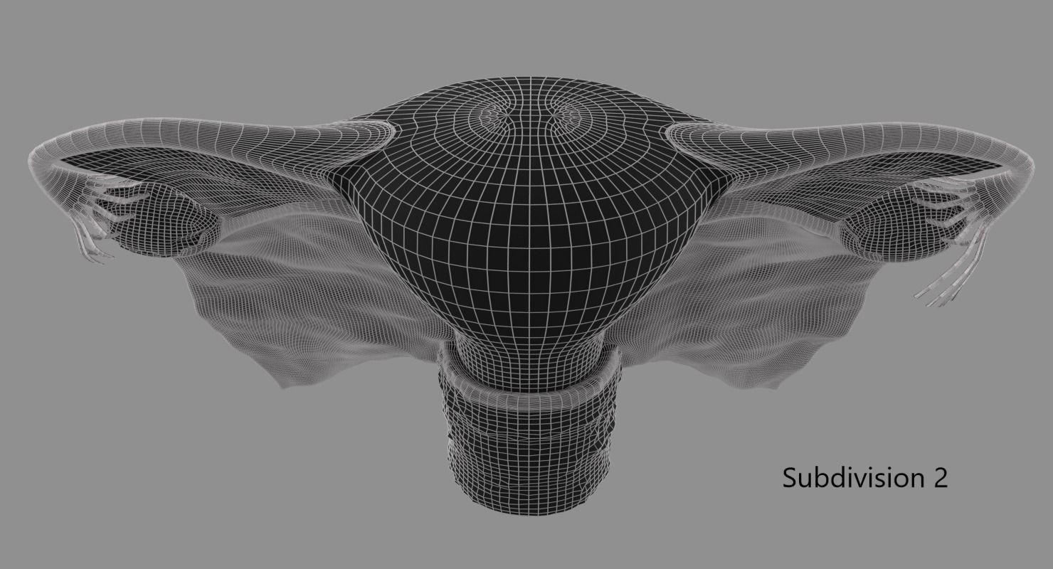 Uterus human 3D model_7