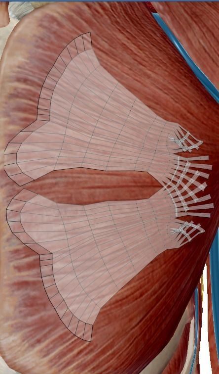 Uterus human 3D model_10