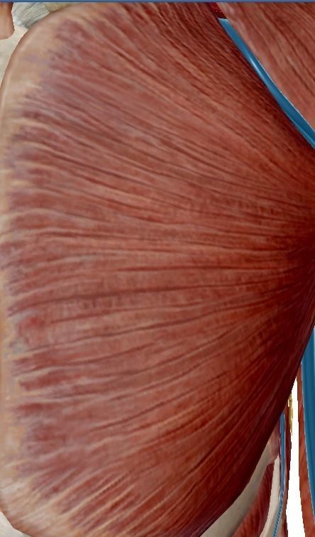 Uterus human 3D model_12