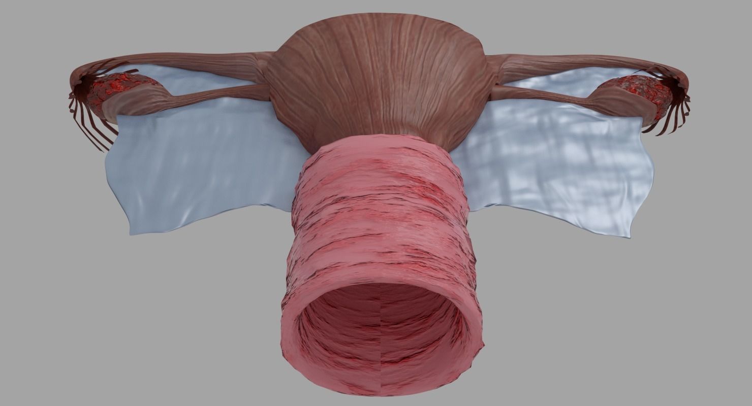 Uterus human 3D model_4