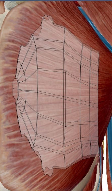 Uterus human 3D model_9