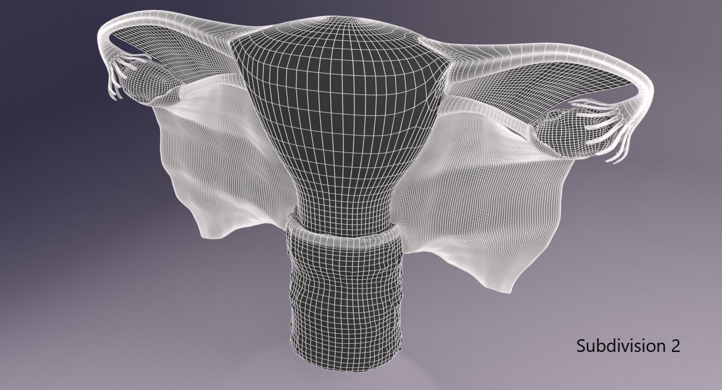 Uterus human 3D model_16