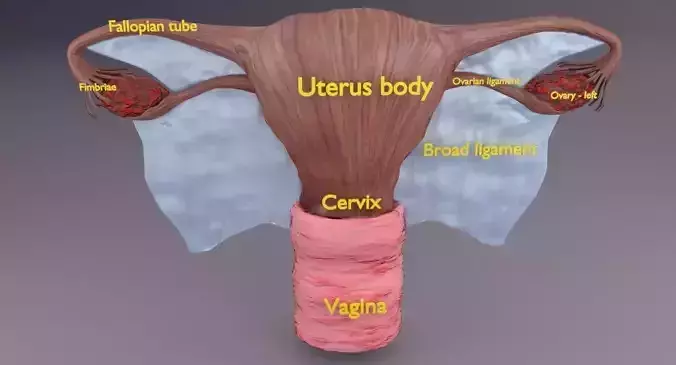 Uterus human