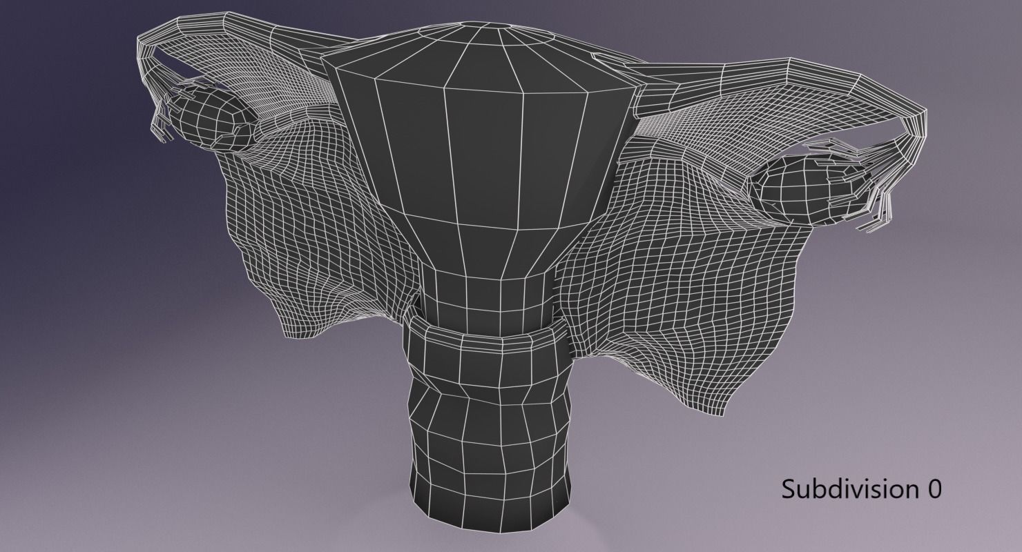 Uterus human 3D model_15