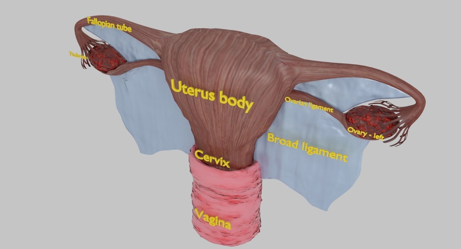 Uterus human 3D model_2