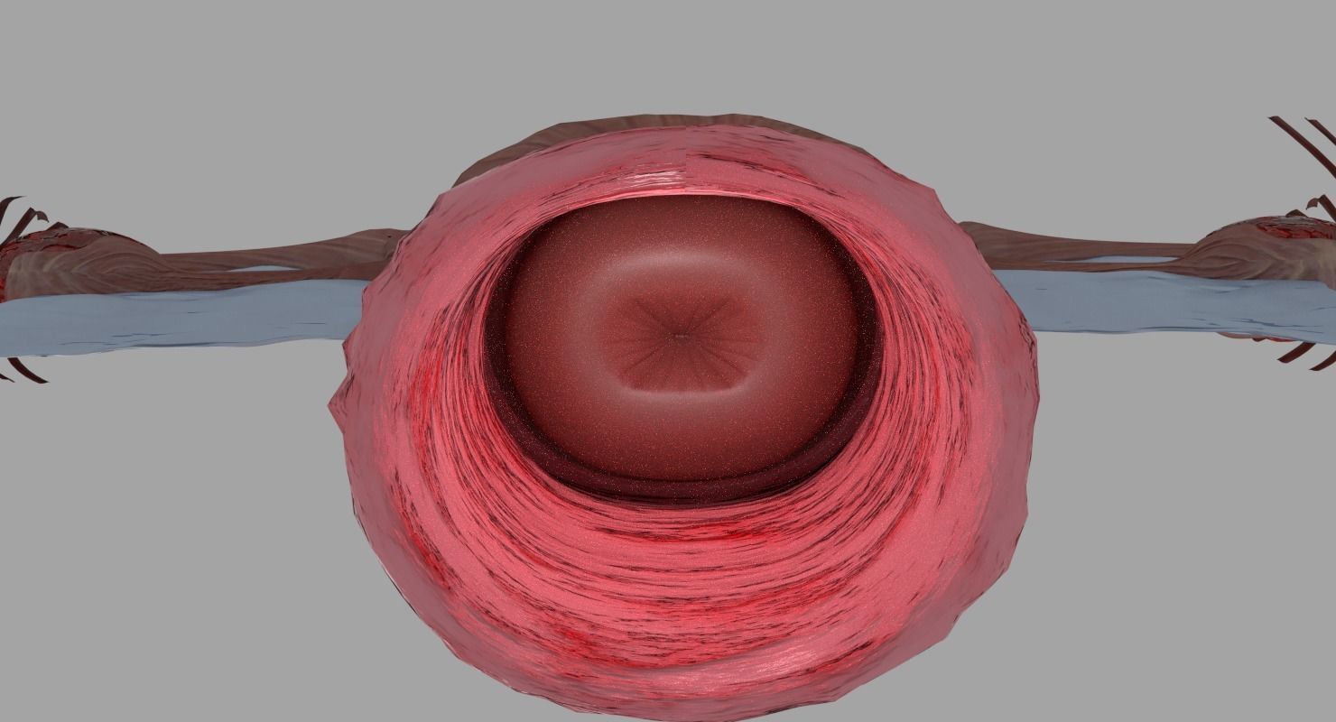 Uterus human 3D model_13