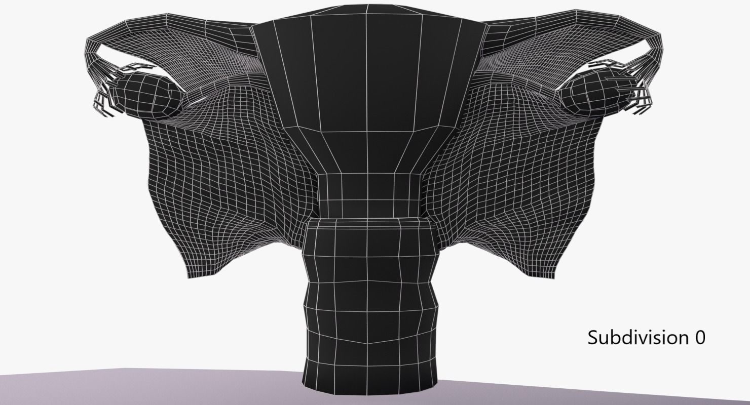 Uterus human 3D model_8