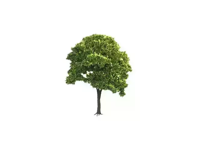 Low Poly Tree Stylish