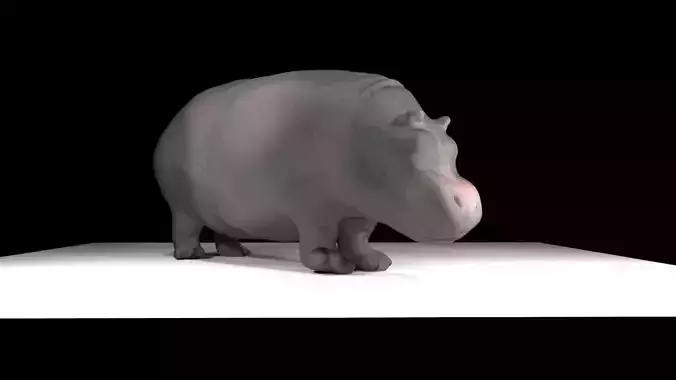 Hippo hippopotamus