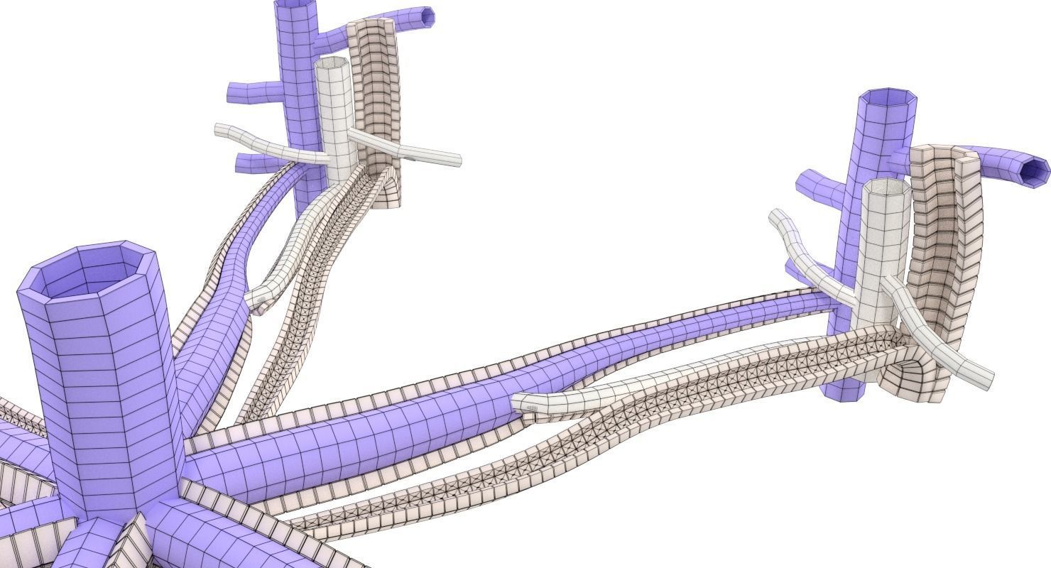 hepatic liver lobule 3D model_9