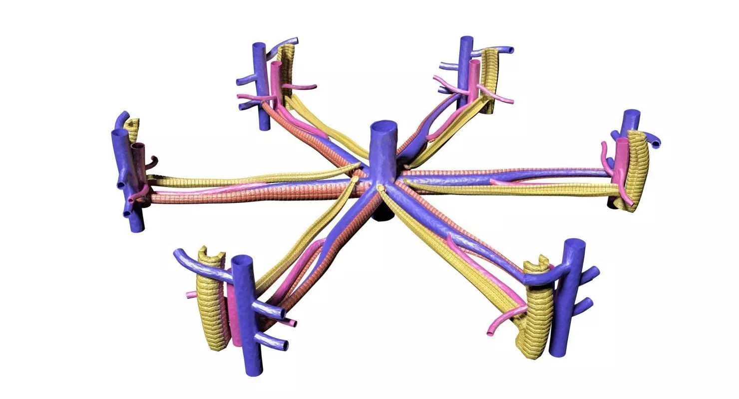 hepatic liver lobule 3D model_0