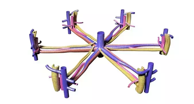 hepatic liver lobule 3D model