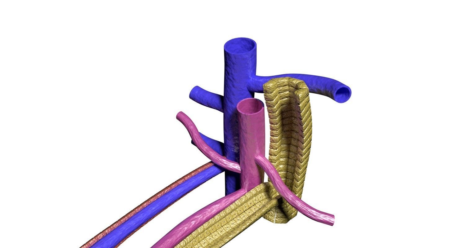 hepatic liver lobule 3D model_12