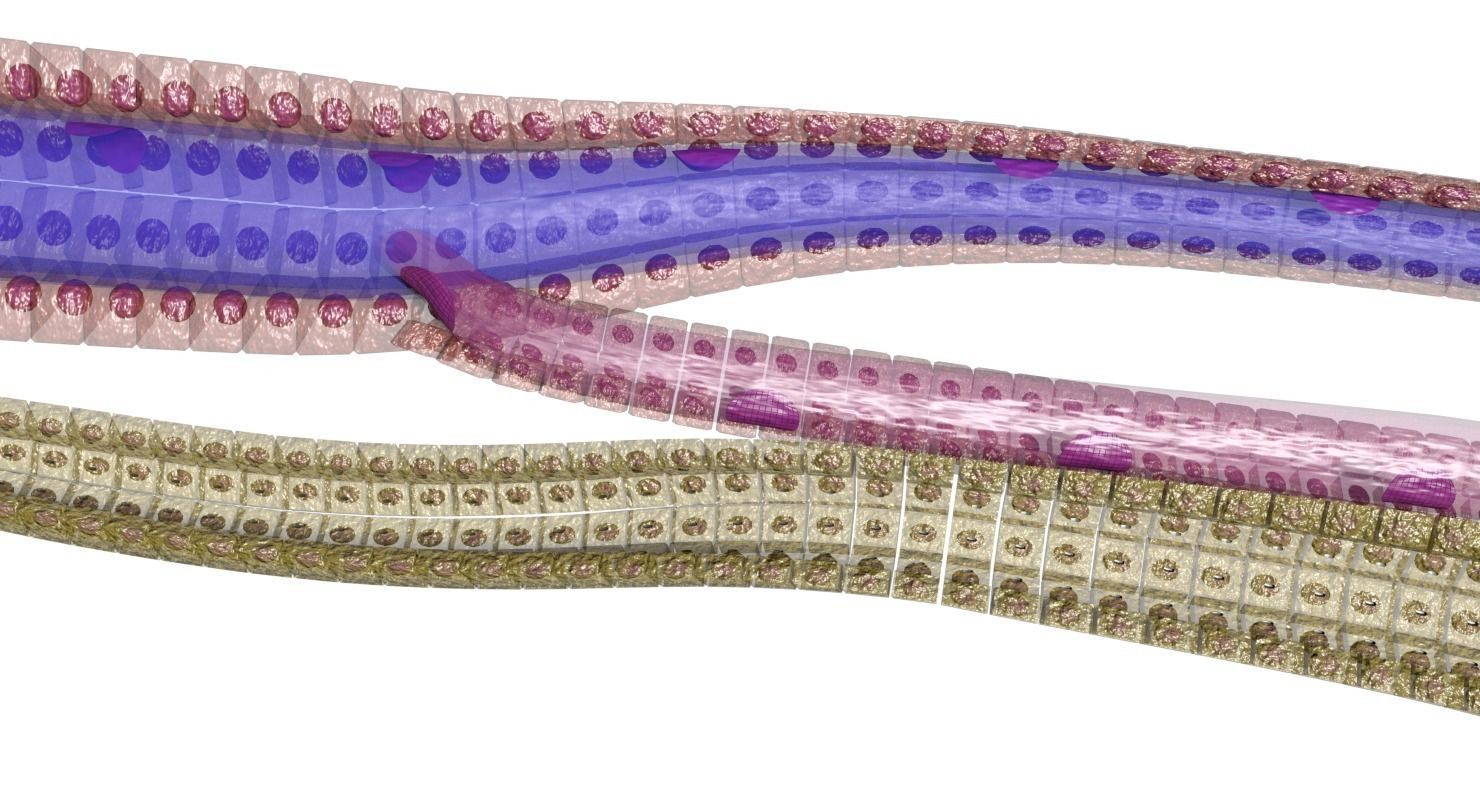 hepatic liver lobule 3D model_5