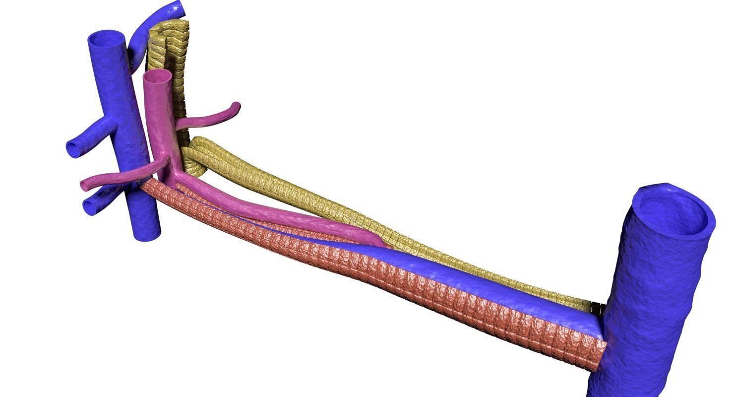 hepatic liver lobule 3D model_7
