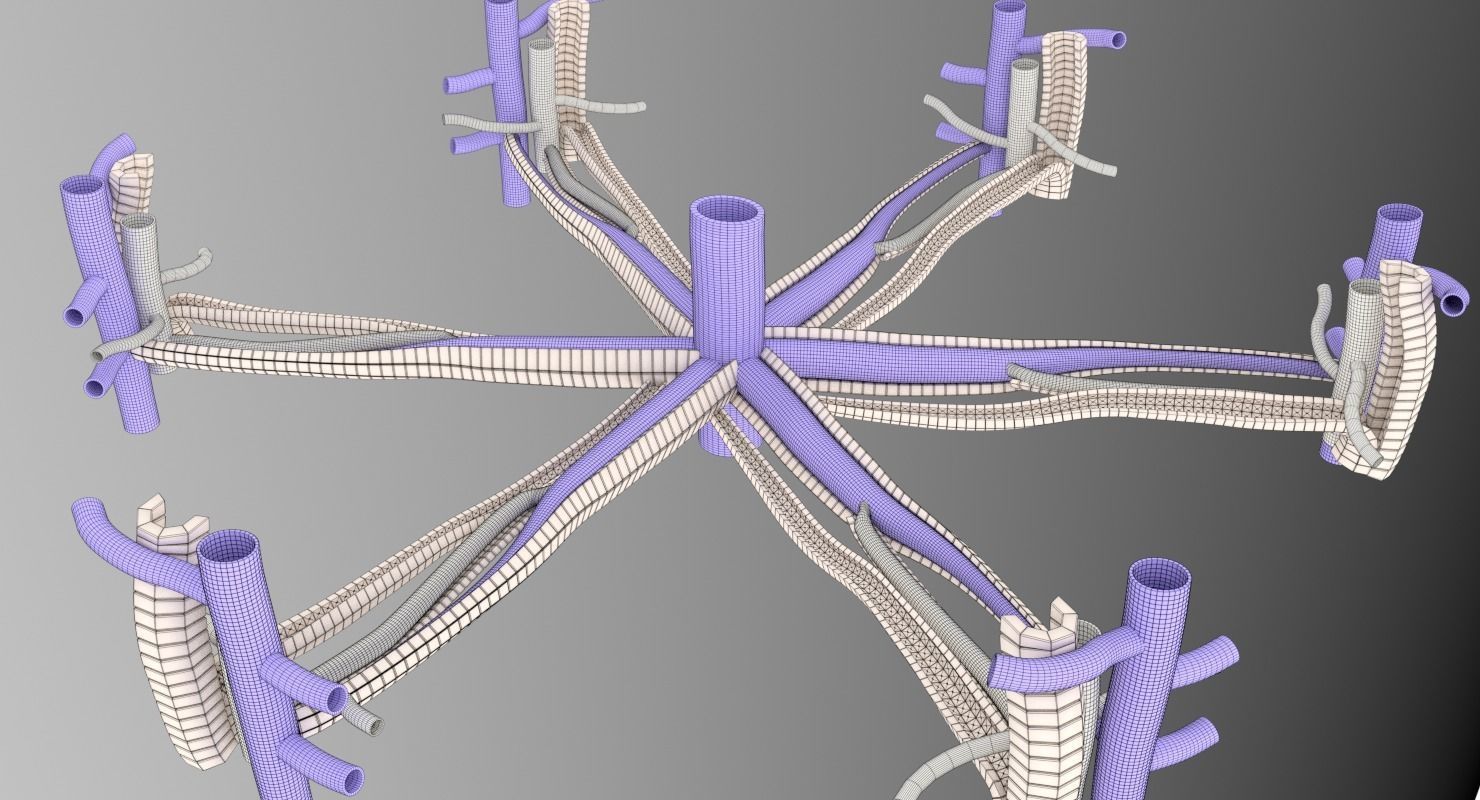 hepatic liver lobule 3D model_13
