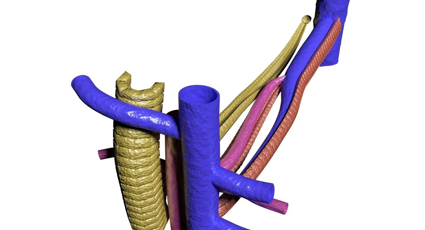 hepatic liver lobule 3D model_3
