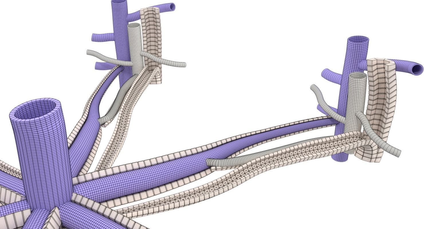 hepatic liver lobule 3D model_11