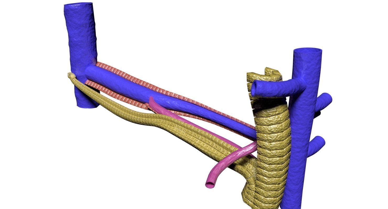 hepatic liver lobule 3D model_2