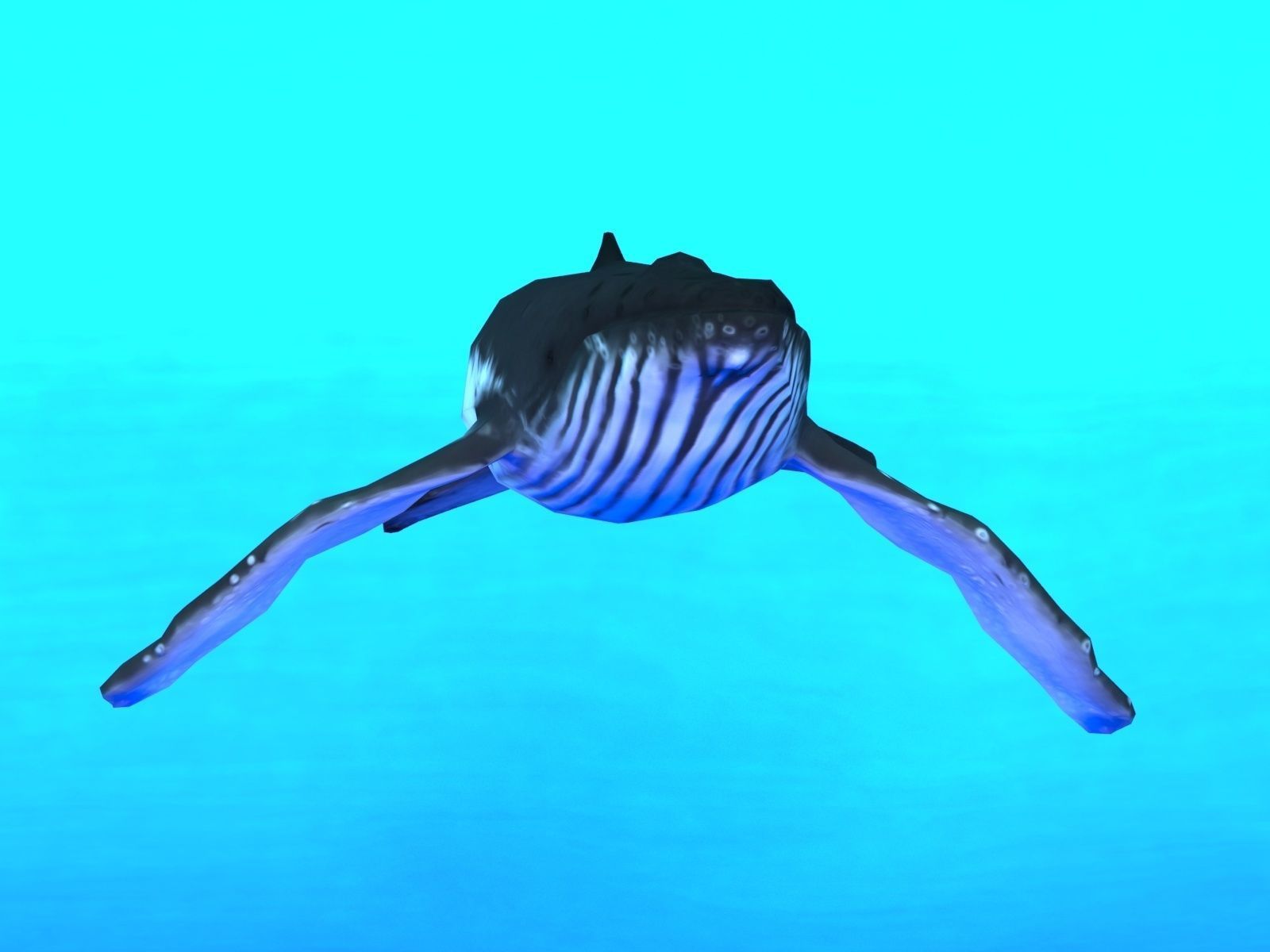 Humpback Whale Low-poly 3D model_3