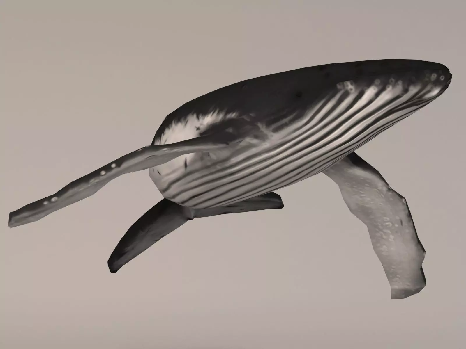 Humpback Whale Low-poly 3D model_0
