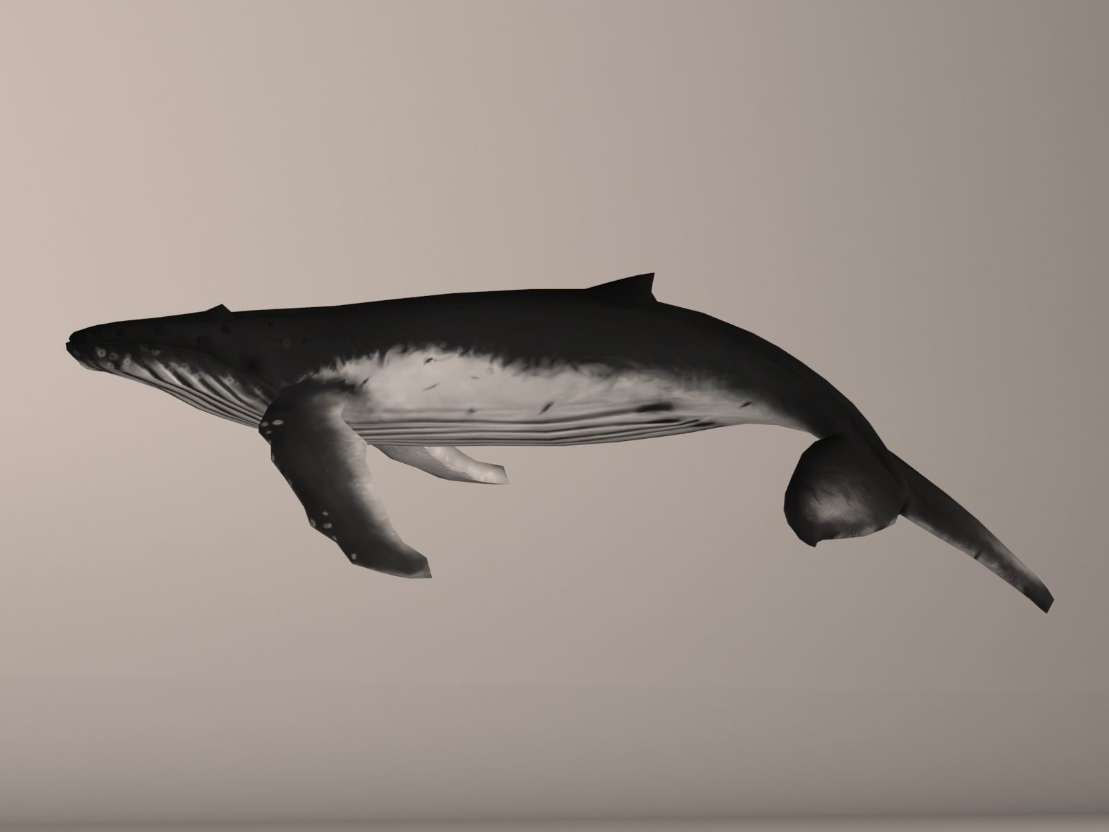 Humpback Whale Low-poly 3D model_7