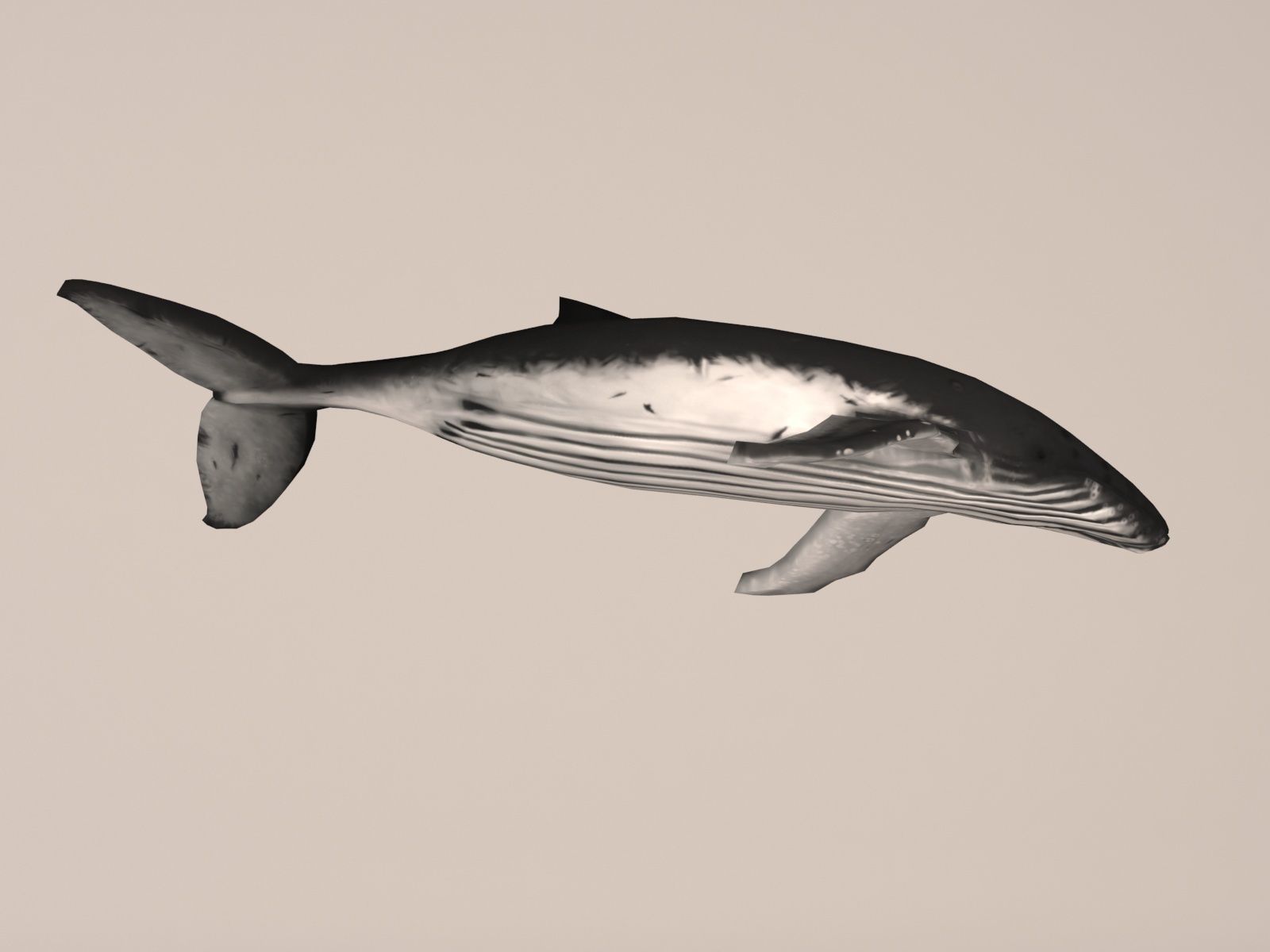 Humpback Whale Low-poly 3D model_6