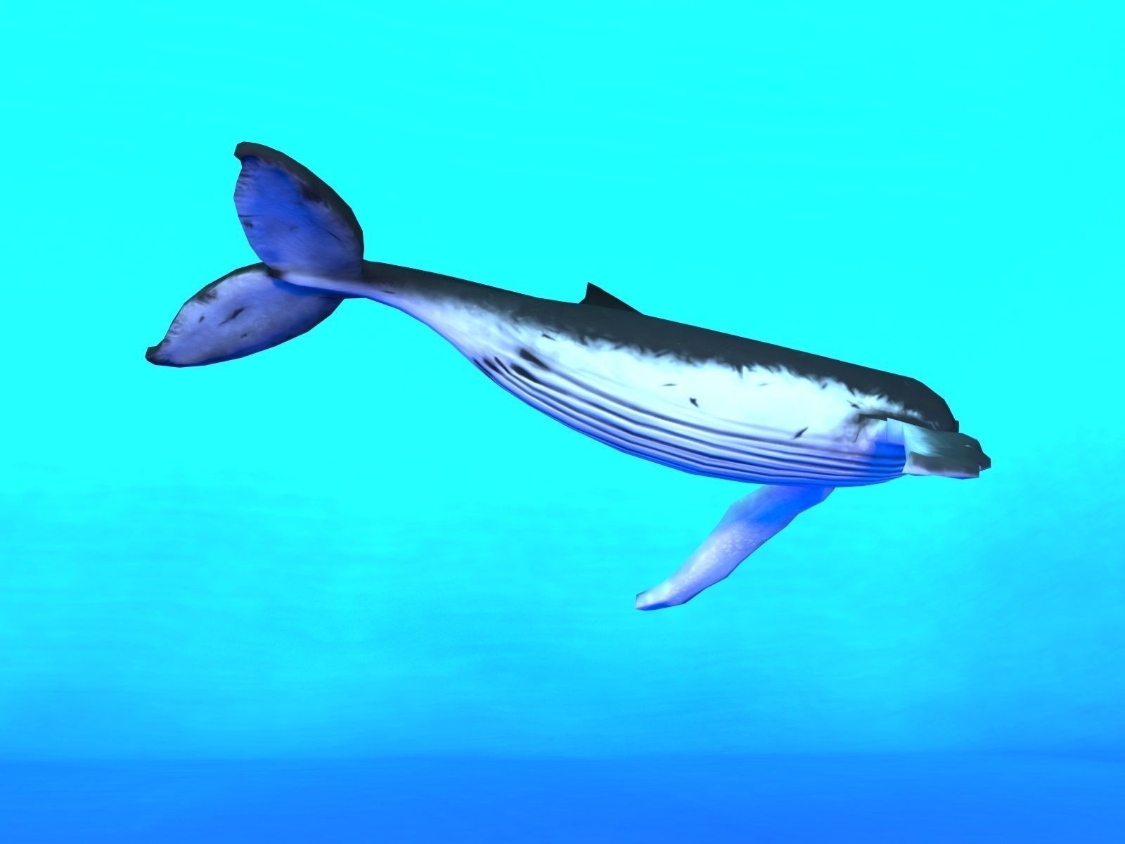 Humpback Whale Low-poly 3D model_2