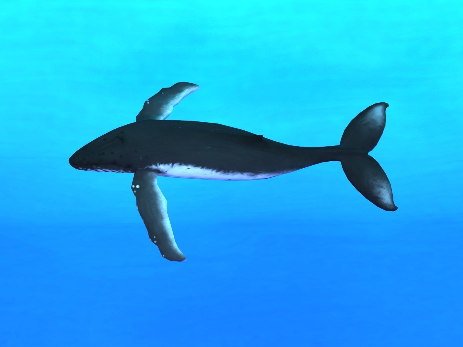 Humpback Whale Low-poly 3D model_5