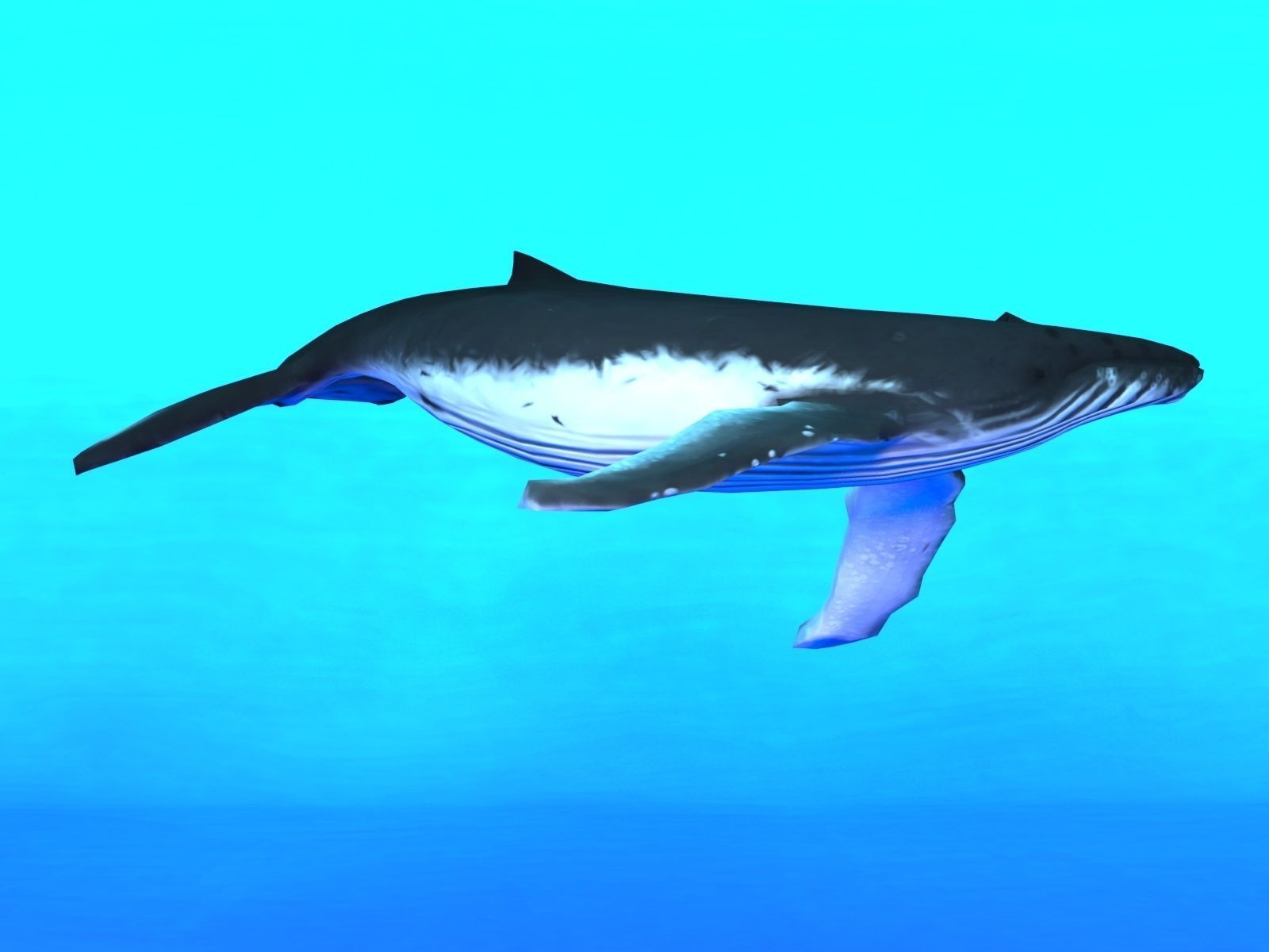 Humpback Whale Low-poly 3D model_1
