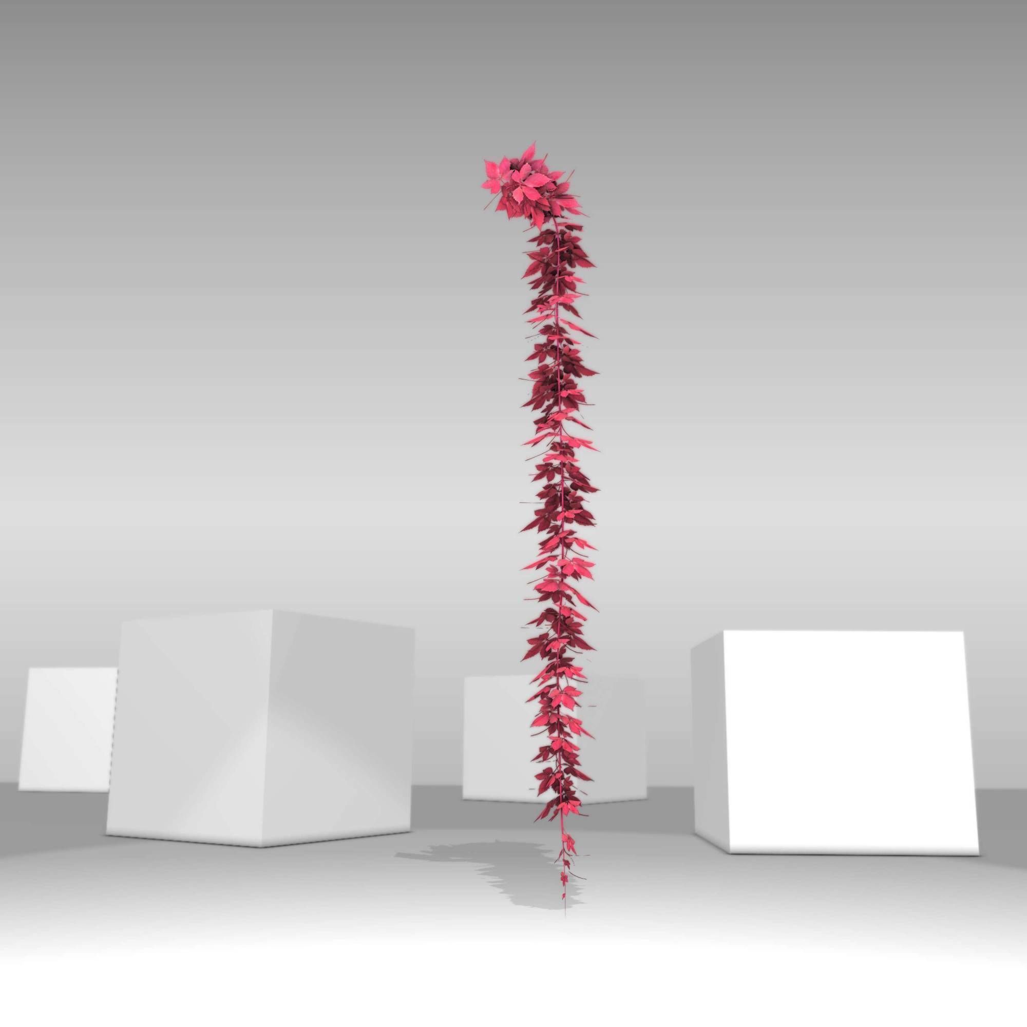 Wild Wine Vine - Parthenocissus - Autumn - Version 11 Low-poly 3D model_13