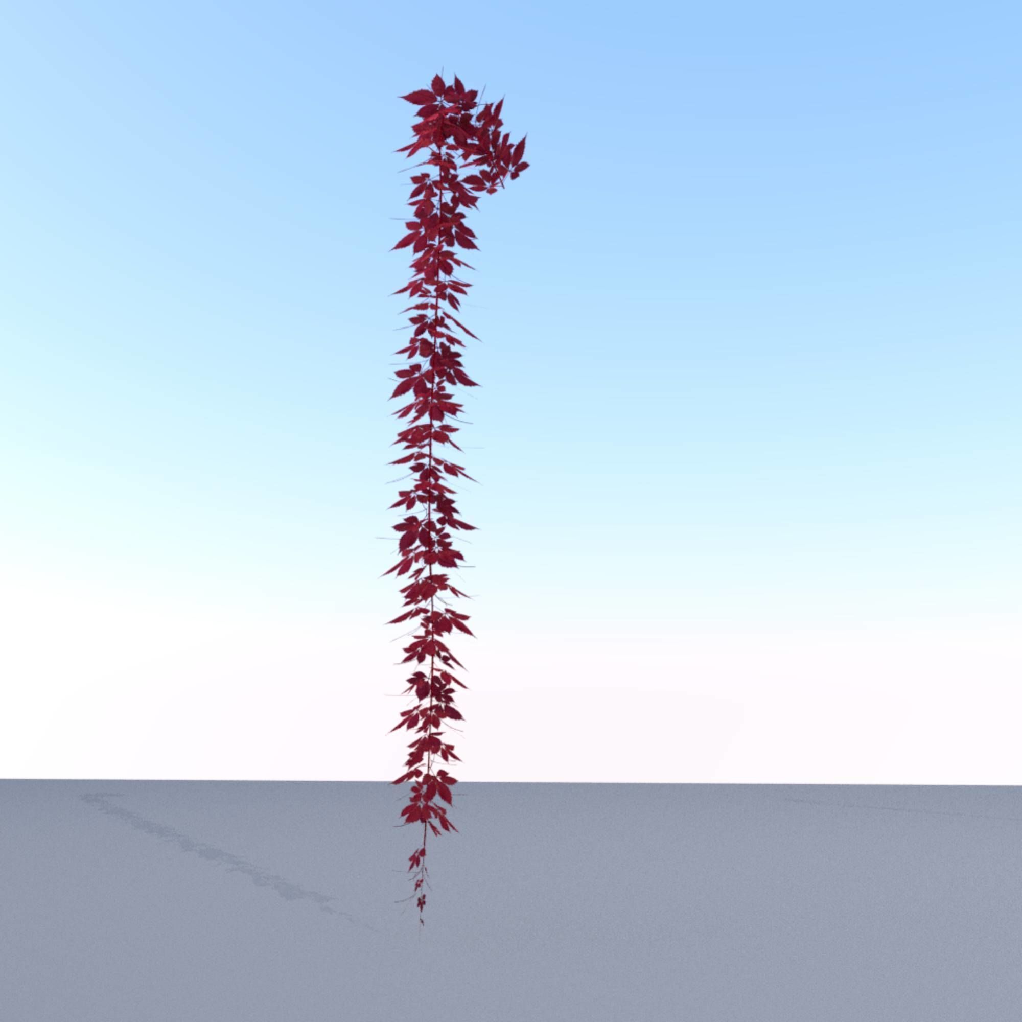 Wild Wine Vine - Parthenocissus - Autumn - Version 11 Low-poly 3D model_28