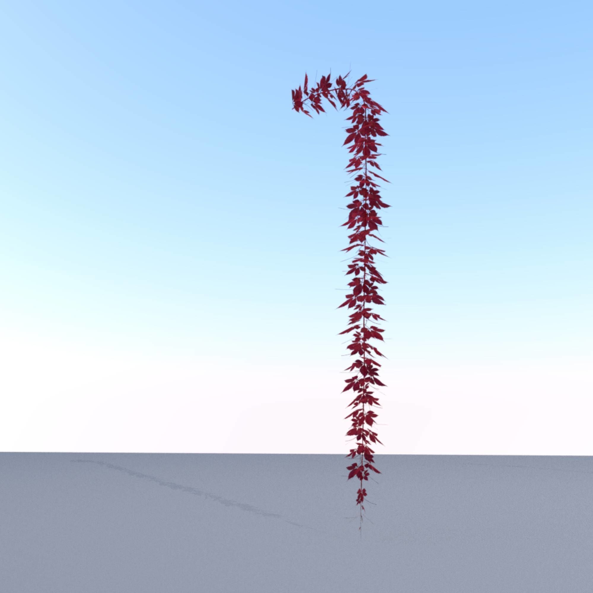 Wild Wine Vine - Parthenocissus - Autumn - Version 11 Low-poly 3D model_7