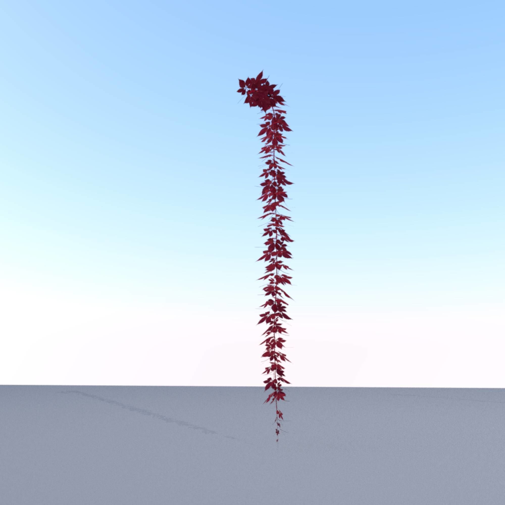 Wild Wine Vine - Parthenocissus - Autumn - Version 11 Low-poly 3D model_12