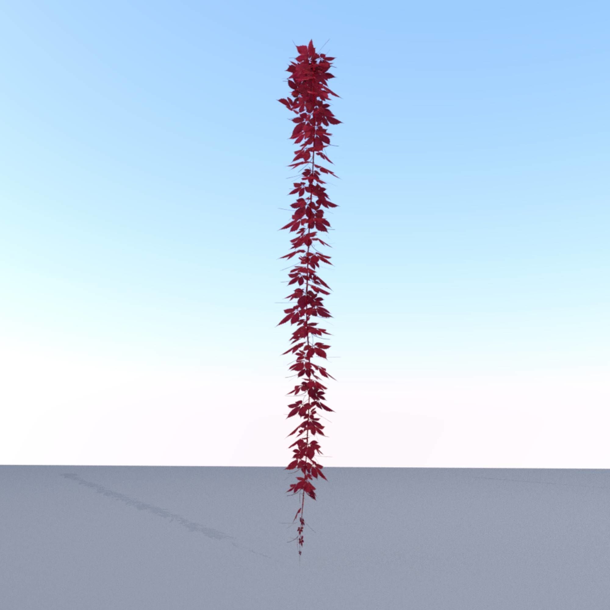 Wild Wine Vine - Parthenocissus - Autumn - Version 11 Low-poly 3D model_2