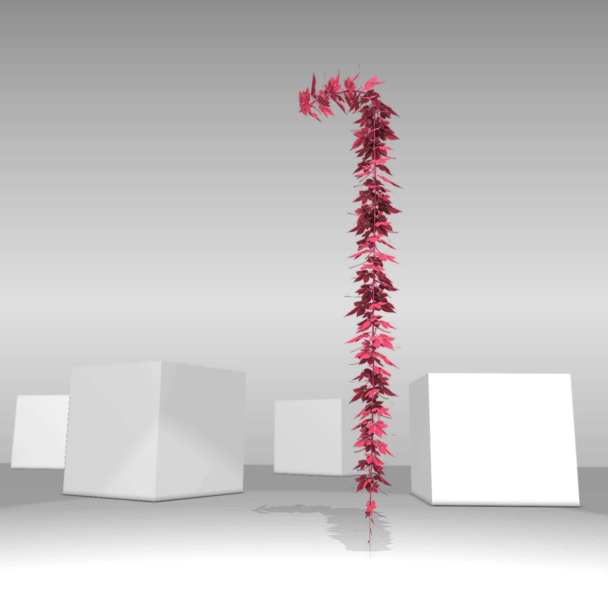 Wild Wine Vine - Parthenocissus - Autumn - Version 11 Low-poly 3D model_6