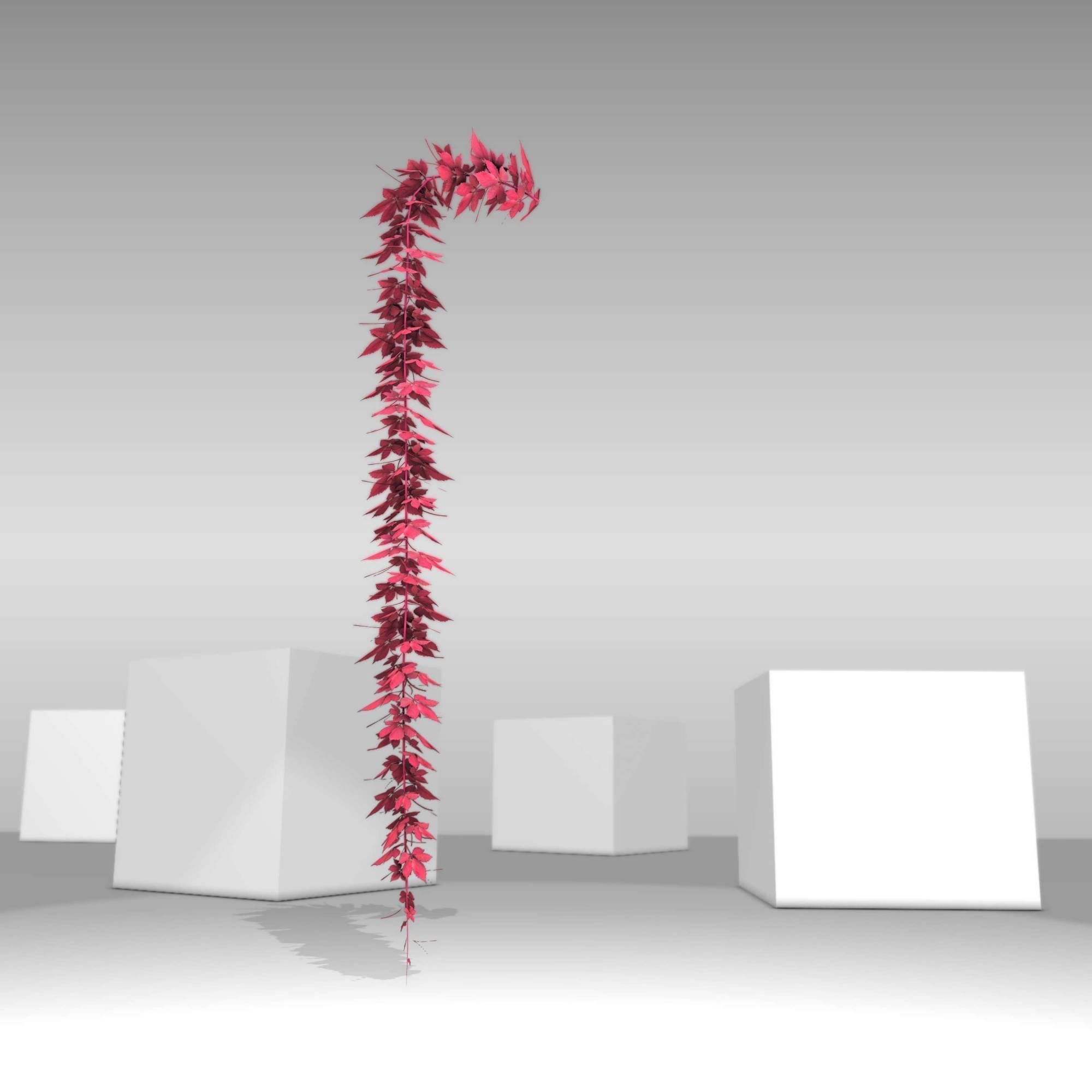 Wild Wine Vine - Parthenocissus - Autumn - Version 11 Low-poly 3D model_17