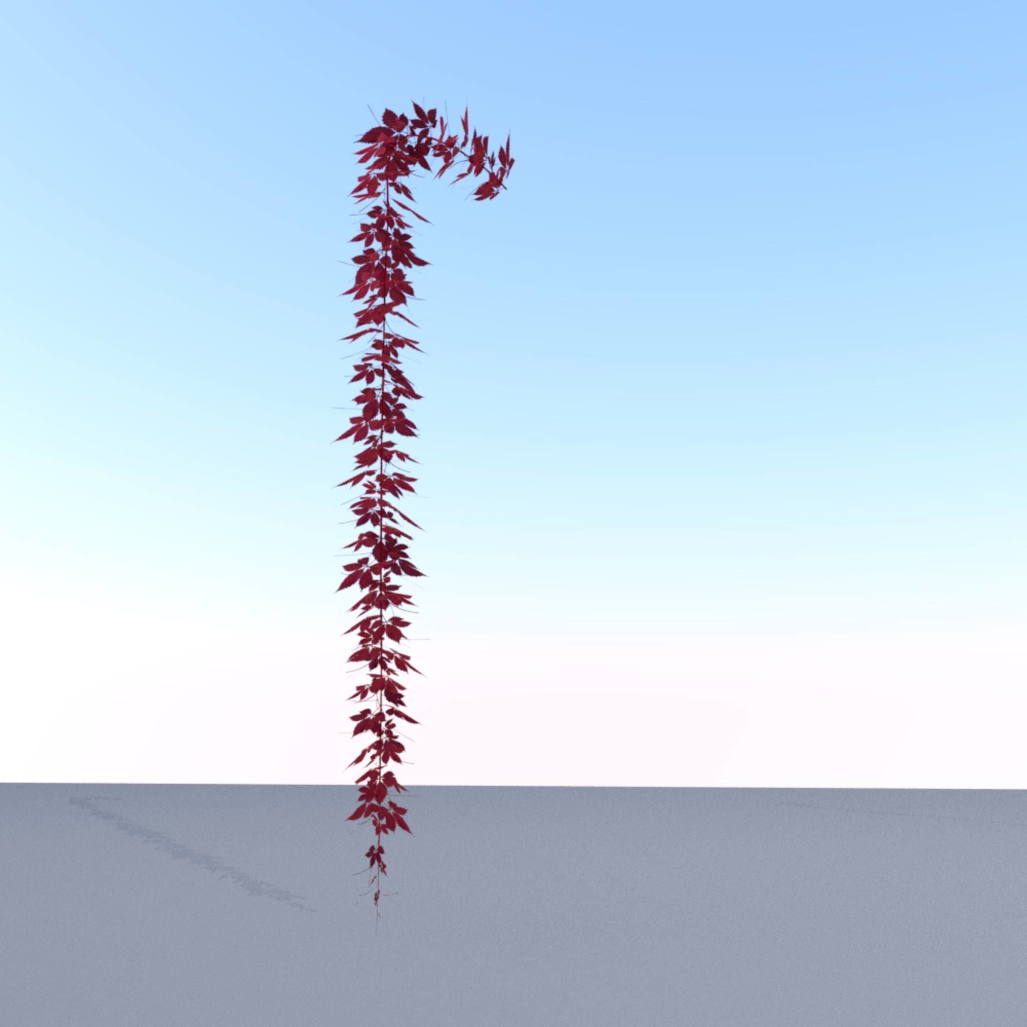 Wild Wine Vine - Parthenocissus - Autumn - Version 11 Low-poly 3D model_21