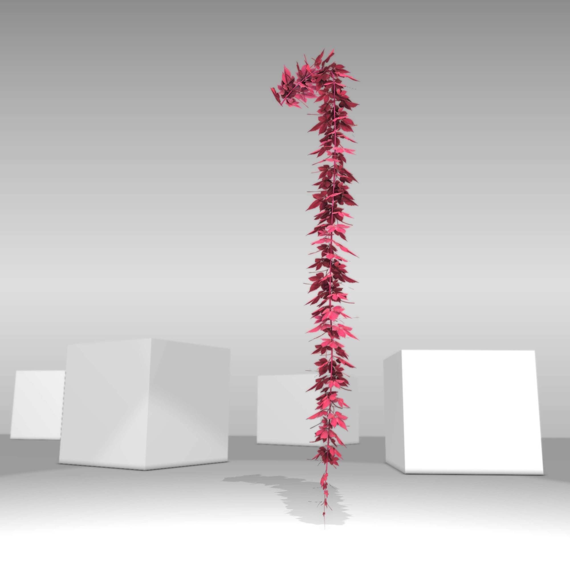 Wild Wine Vine - Parthenocissus - Autumn - Version 11 Low-poly 3D model_4
