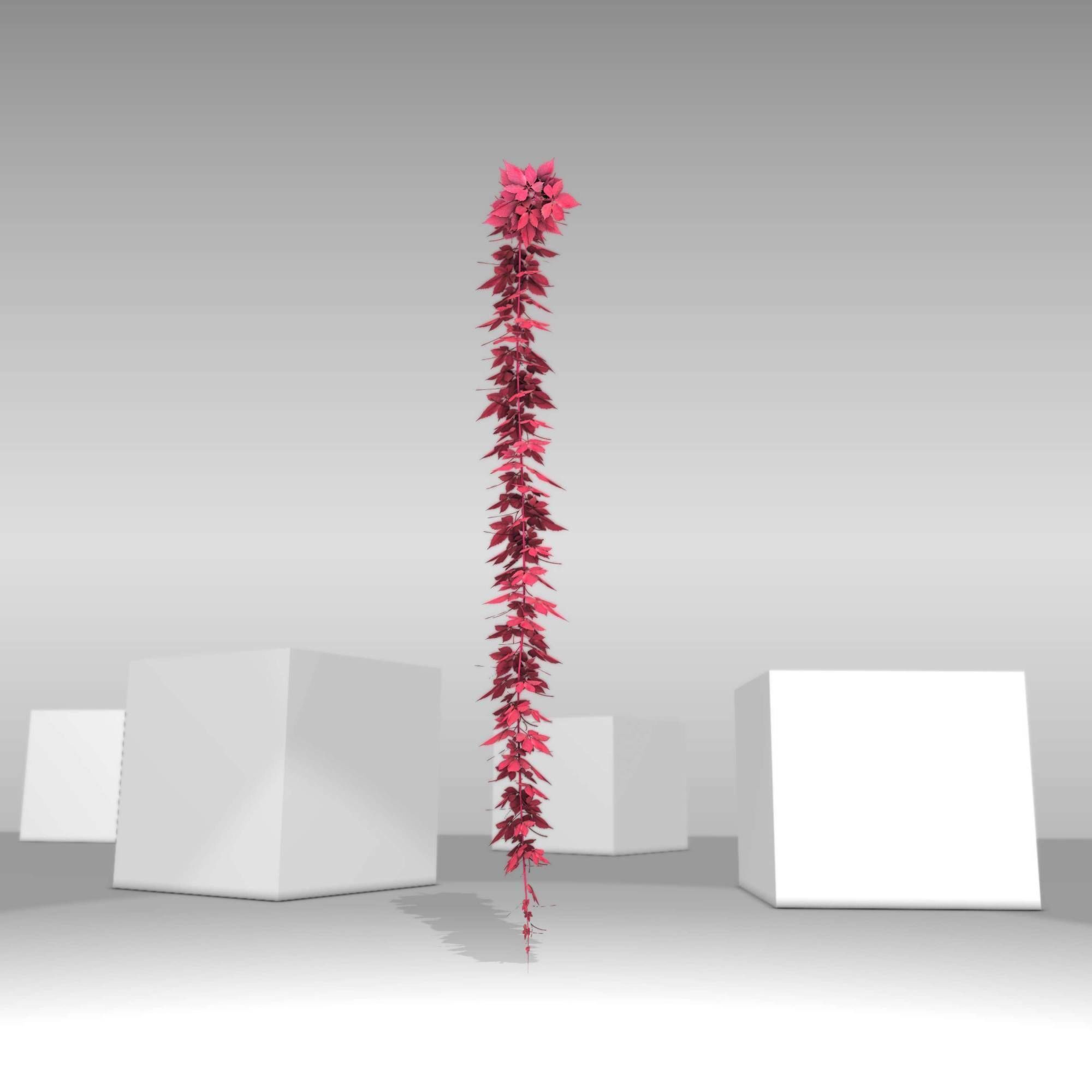 Wild Wine Vine - Parthenocissus - Autumn - Version 11 Low-poly 3D model_16