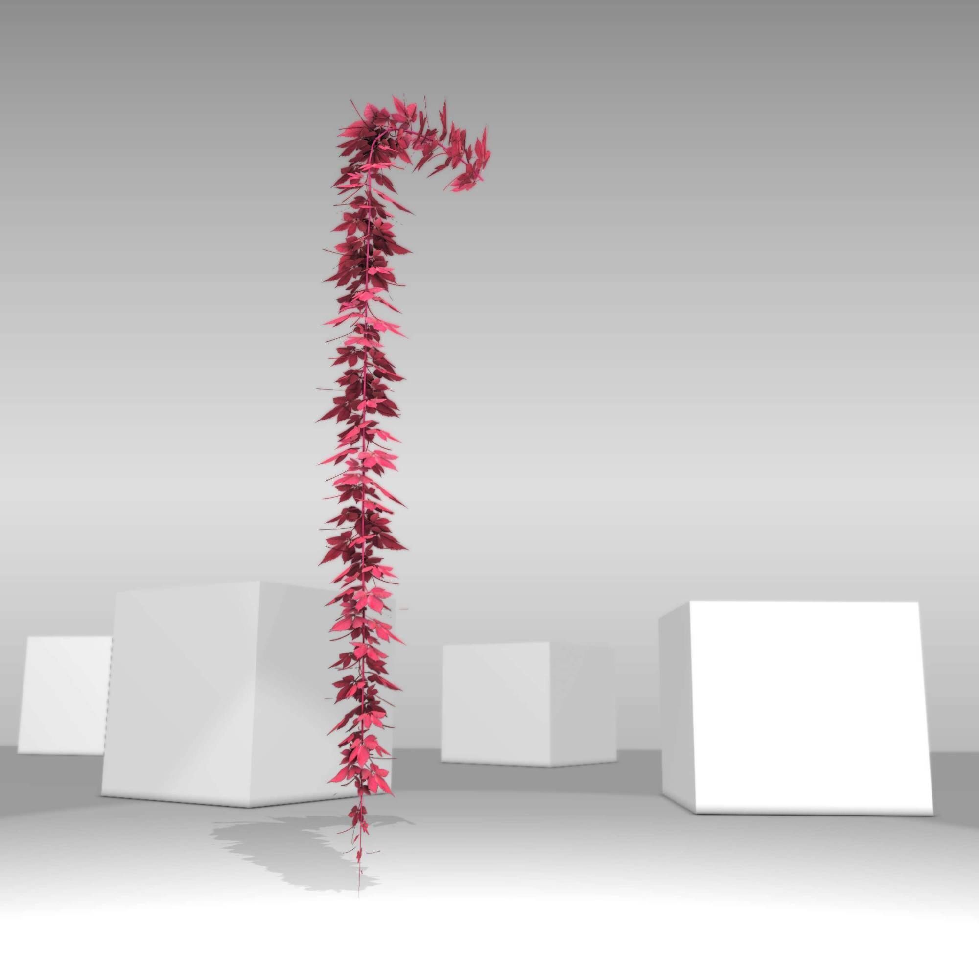 Wild Wine Vine - Parthenocissus - Autumn - Version 11 Low-poly 3D model_20