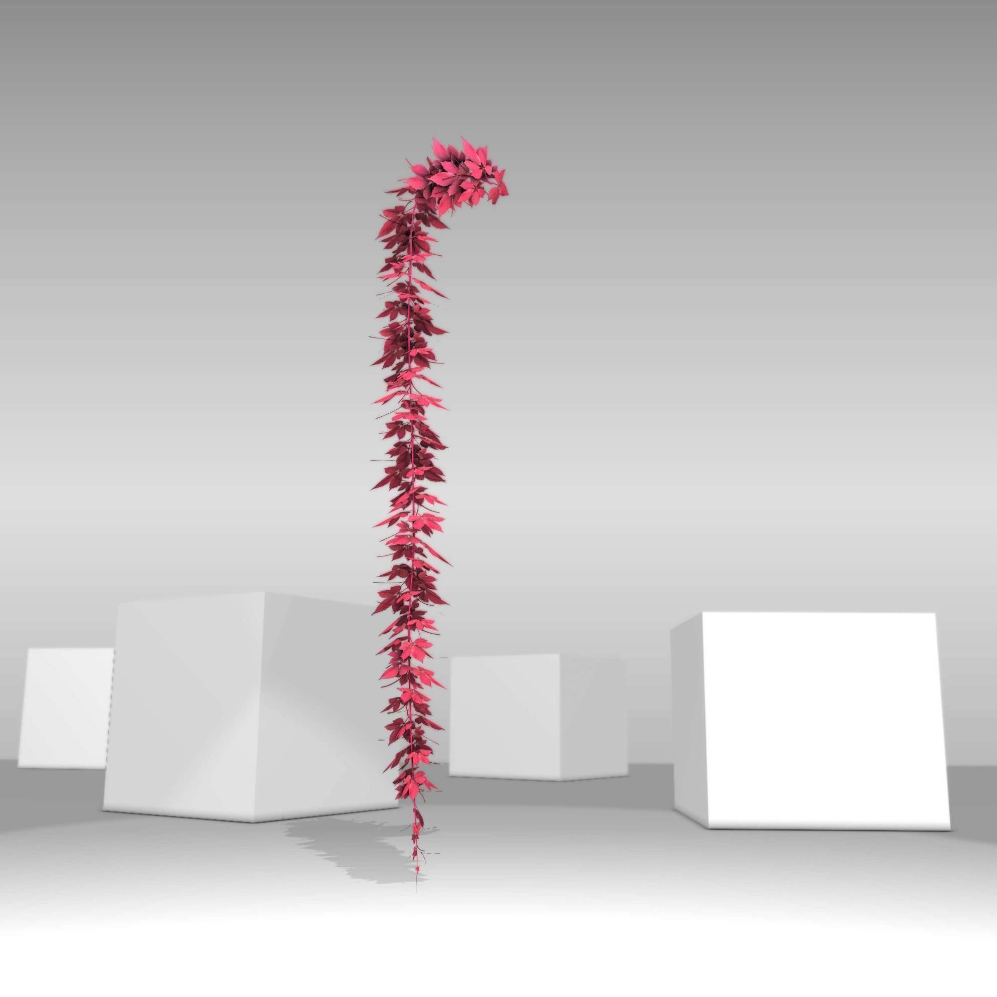 Wild Wine Vine - Parthenocissus - Autumn - Version 11 Low-poly 3D model_25
