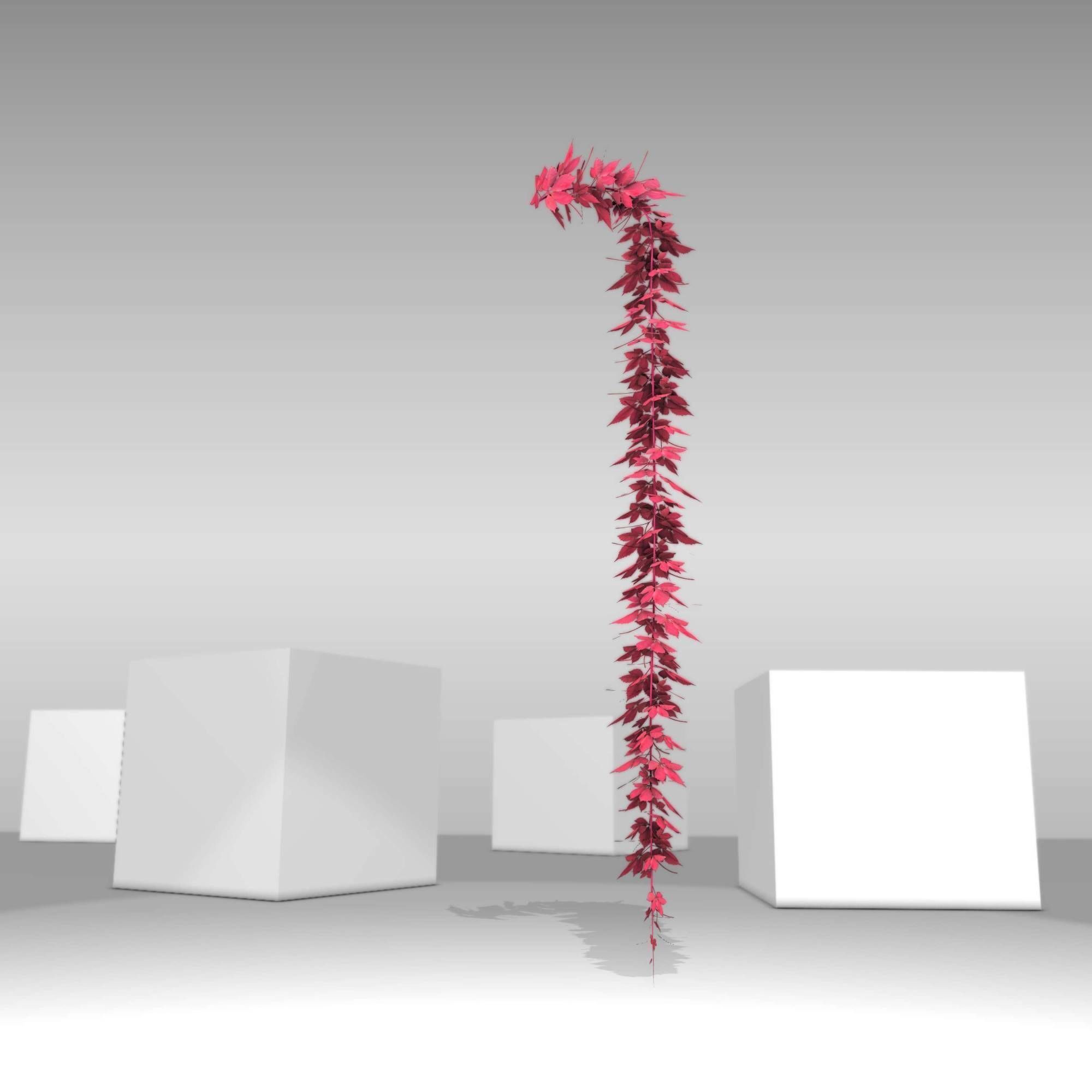 Wild Wine Vine - Parthenocissus - Autumn - Version 11 Low-poly 3D model_9