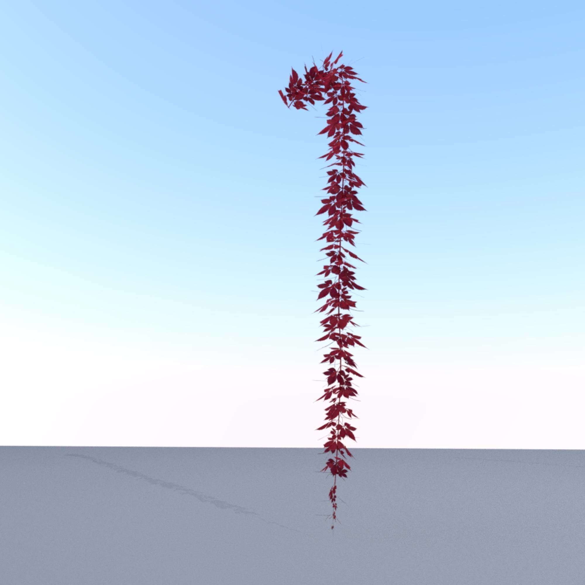 Wild Wine Vine - Parthenocissus - Autumn - Version 11 Low-poly 3D model_5