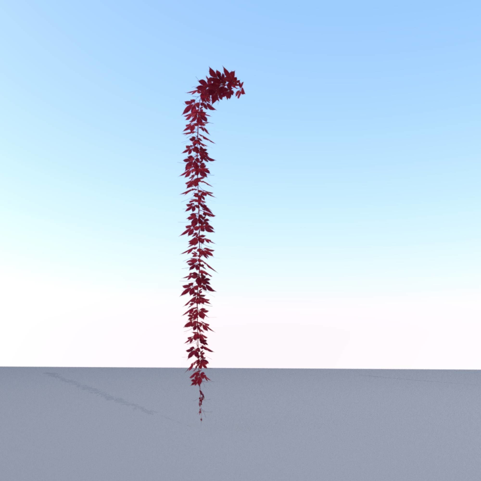 Wild Wine Vine - Parthenocissus - Autumn - Version 11 Low-poly 3D model_24