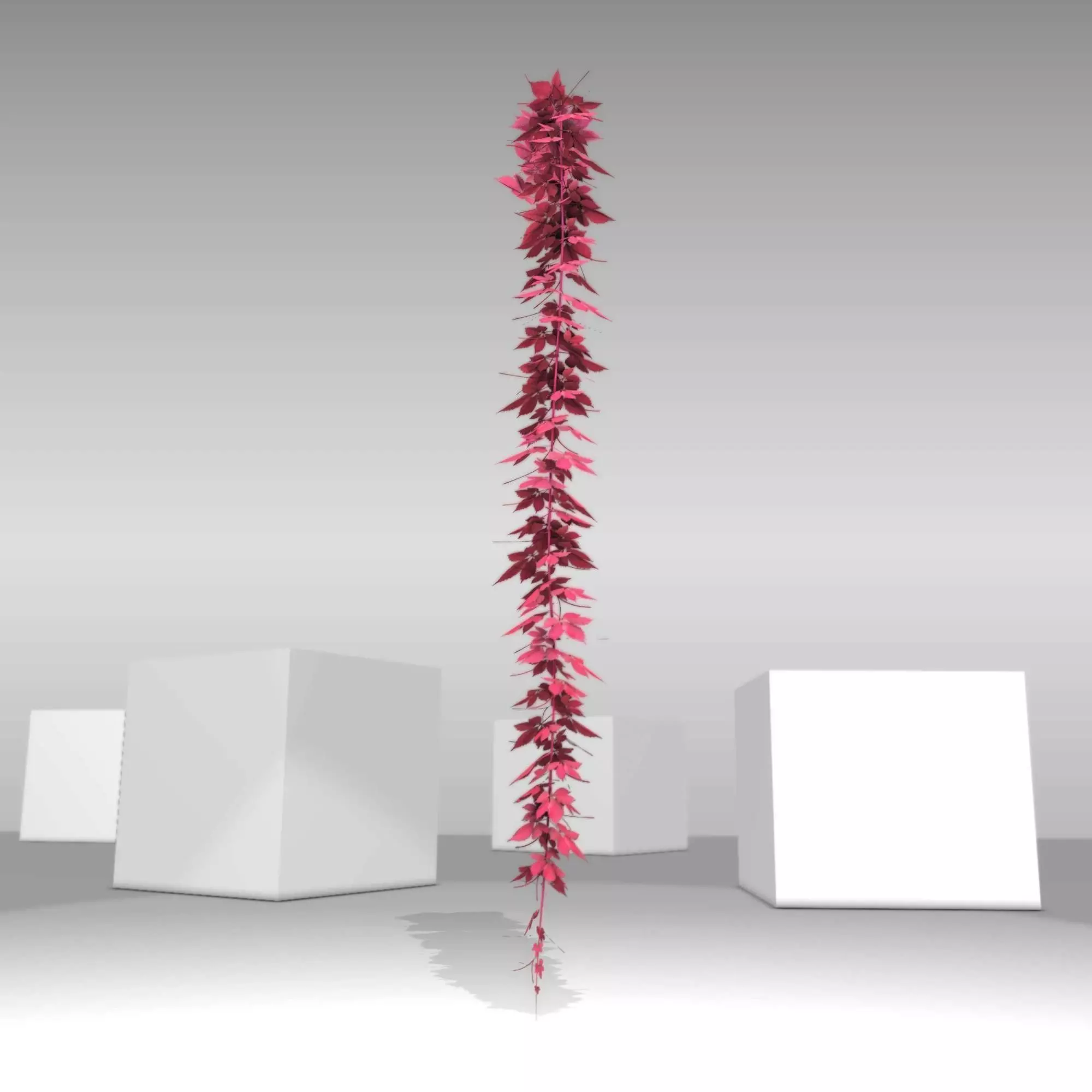 Wild Wine Vine - Parthenocissus - Autumn - Version 11 Low-poly 3D model_0