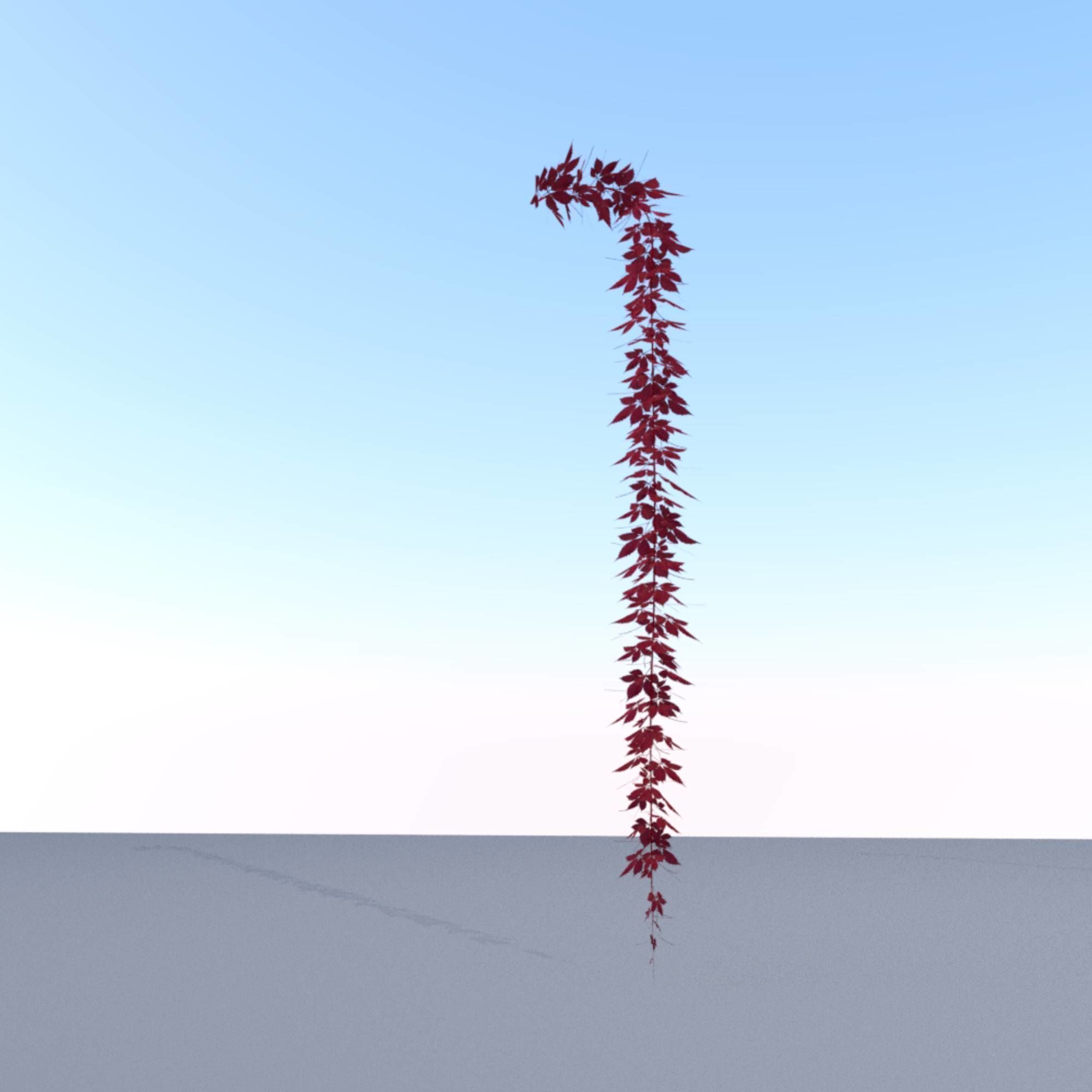 Wild Wine Vine - Parthenocissus - Autumn - Version 11 Low-poly 3D model_10