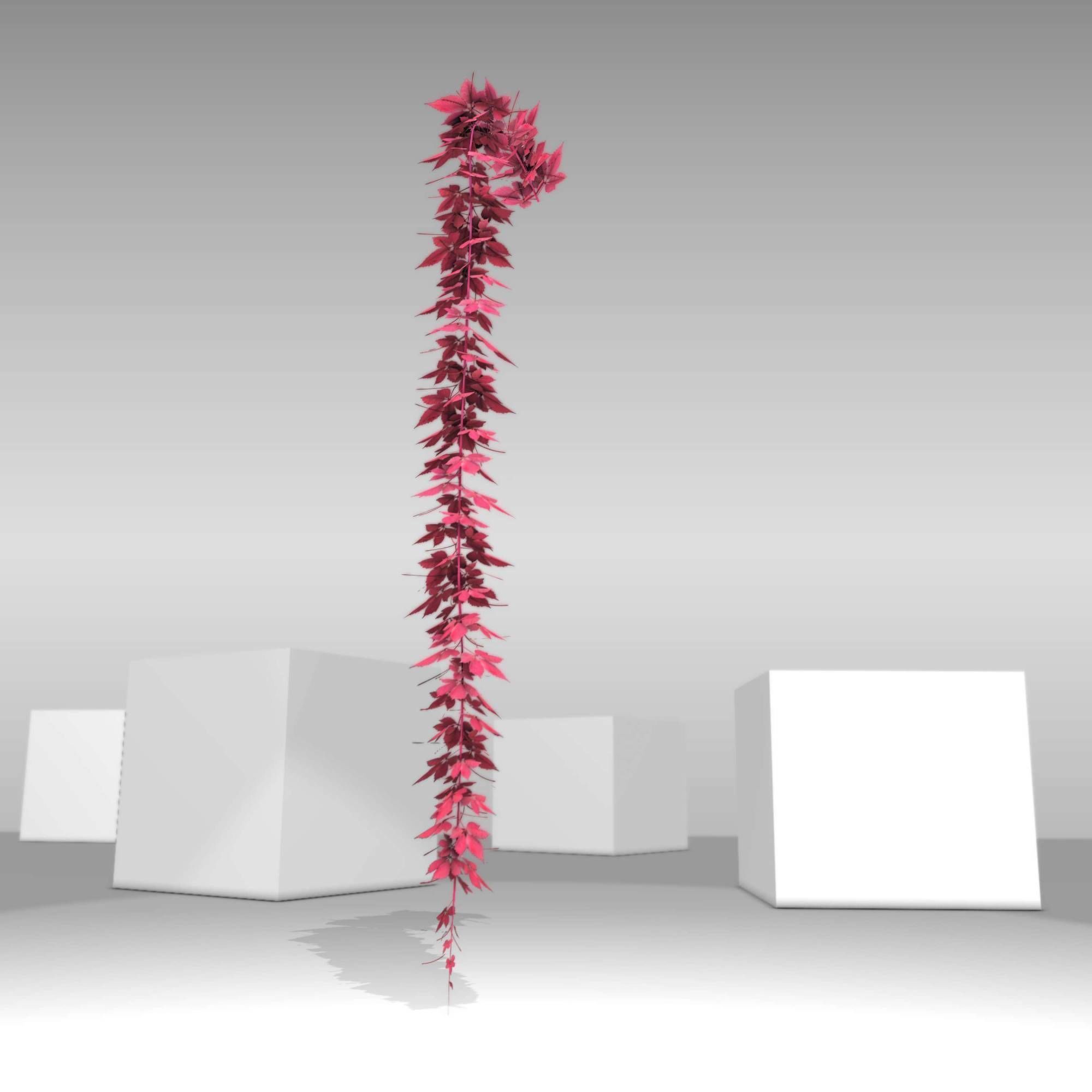 Wild Wine Vine - Parthenocissus - Autumn - Version 11 Low-poly 3D model_27